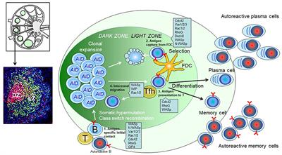 Congenital Defects in Actin Dynamics of Germinal Center B Cells